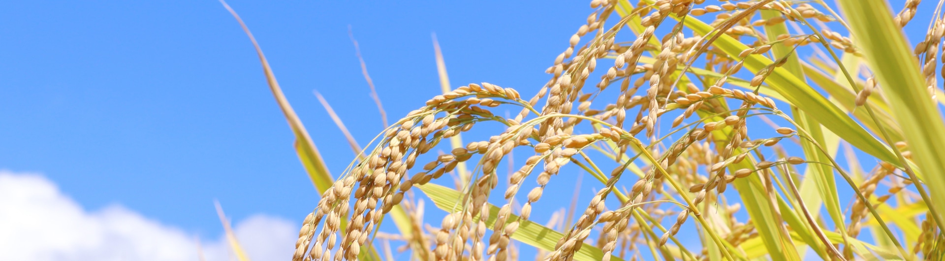 新着情報・活動報告